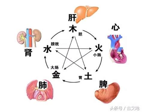 五臟六腑對應